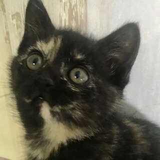 お申し込み多数の為、募集を休止させて頂きます。