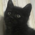お申し込み多数の為、募集を休止させて頂きます。
