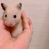 きんくまです