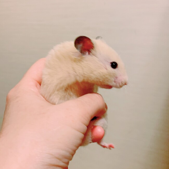 きんくまですのカバー写真