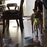 ベルちゃん、我が家に来て５ヶ月半がたちました。まだまだ子供なのでおもちゃが大好きです！