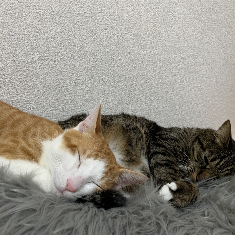 西野ソフィのカバー写真
