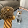 の写真