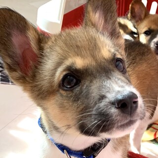 MIX子犬の男の子