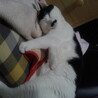 の写真
