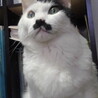 の写真