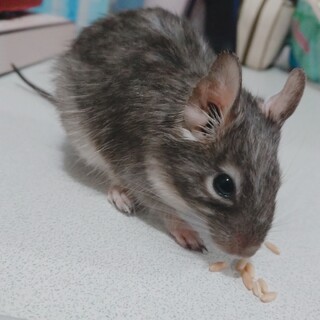 デグー(1歳♂)(ブルー)里親募集