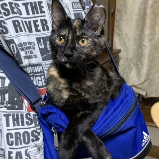 可愛いい黒さびちゃんです❤️