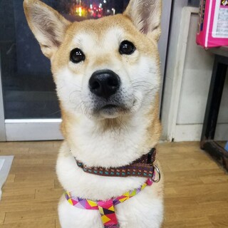 人も散歩も大好きな女の子３歳