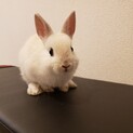 子ウサギ里親募集。。
