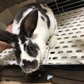 ミニレッキス里親募集してます！