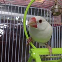 白文鳥 里親を募集
