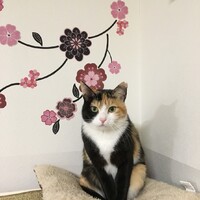 ひじき