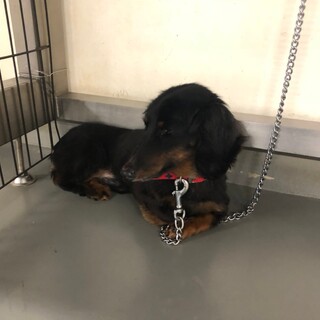 迷子だけれどお迎えのないムサシ君