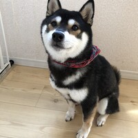 小春