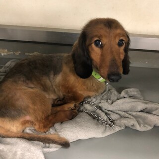 迷子だけれどお迎えのないコジロー君