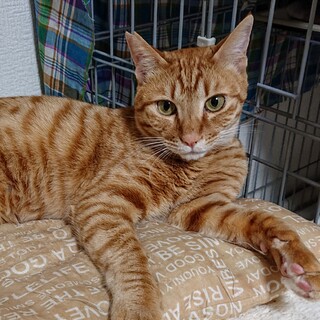 なでなで大好き甘えん坊ノアくん