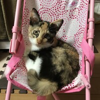 メリナ