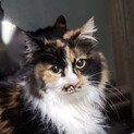 【ファンタ】おかげさまで里親様が決まりました！