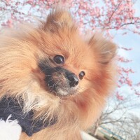 まめ