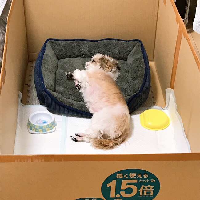 シーズーてんてんのカバー写真