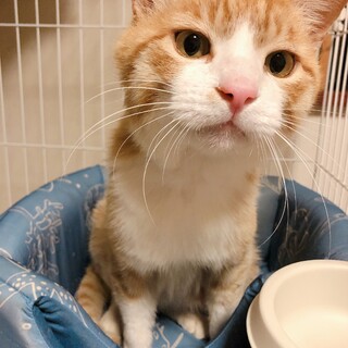 里親さんが決まりました！ありがとうございました！