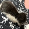 子猫（女の子）ちゃんの里親さん募集 サムネイル4