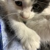 子猫（女の子）ちゃんの里親さん募集 サムネイル5