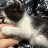 子猫（女の子）ちゃんの里親さん募集 サムネイル6