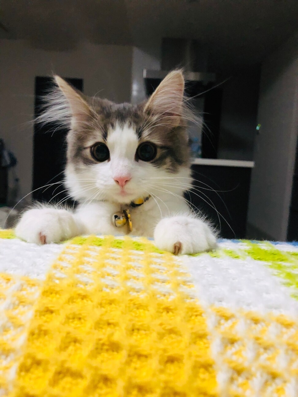 ミミ