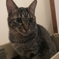 アル