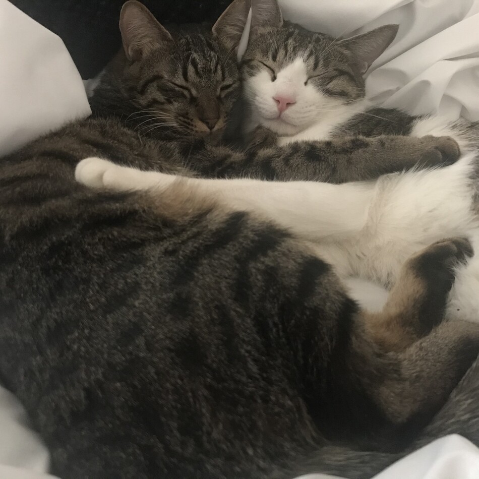 アルのカバー写真