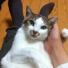 わびの助