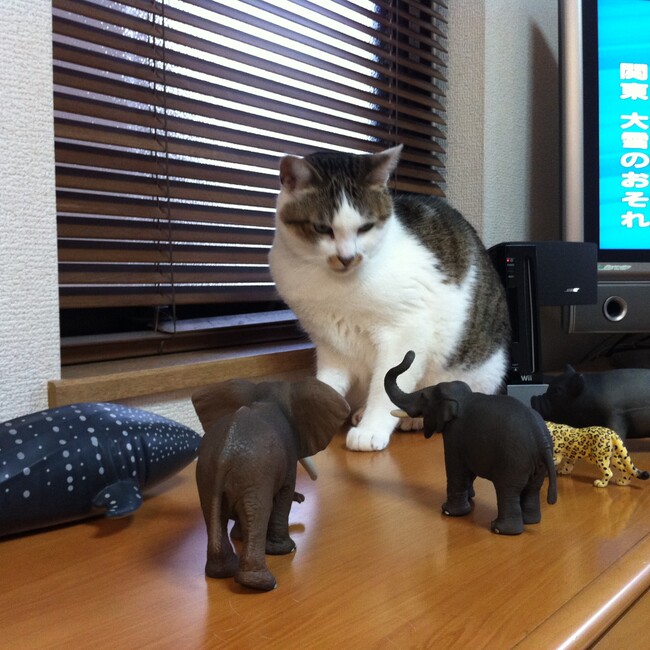 わびの助のカバー写真