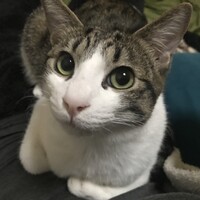 テオ