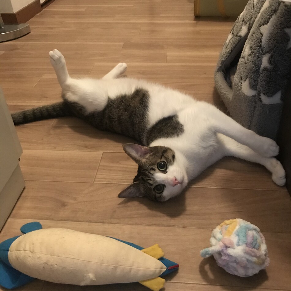 テオのカバー写真