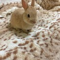 ネザーランドドワーフ子うさぎ３ヶ月男の子