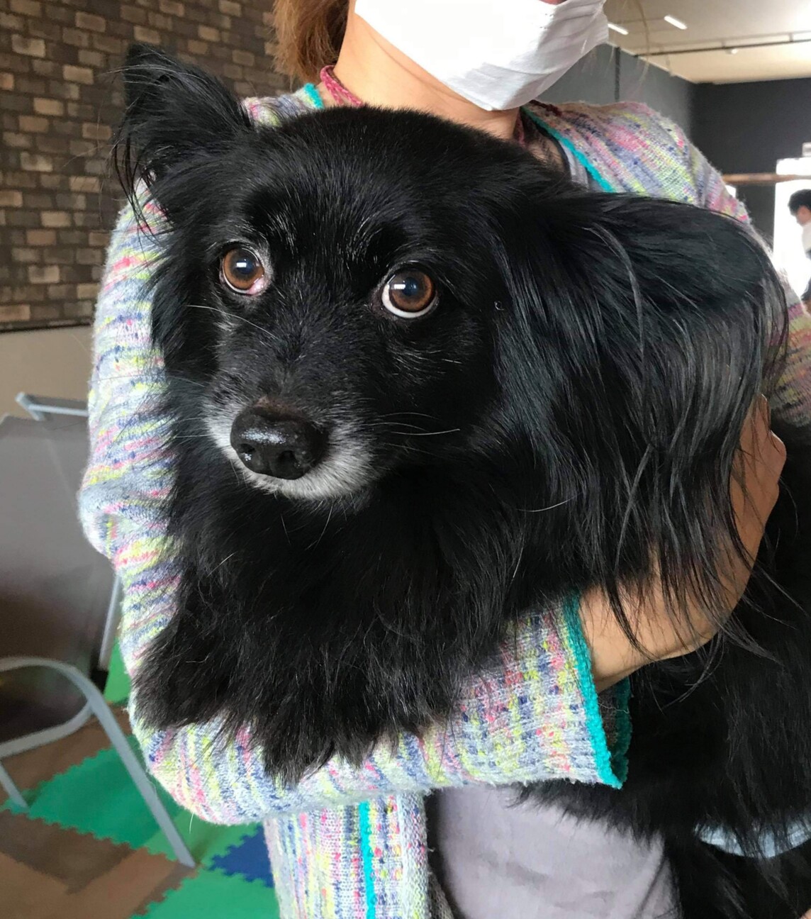 黒パピヨン ポメラニアン 東京都 犬の里親募集 ペットのおうち 月間利用者150万人