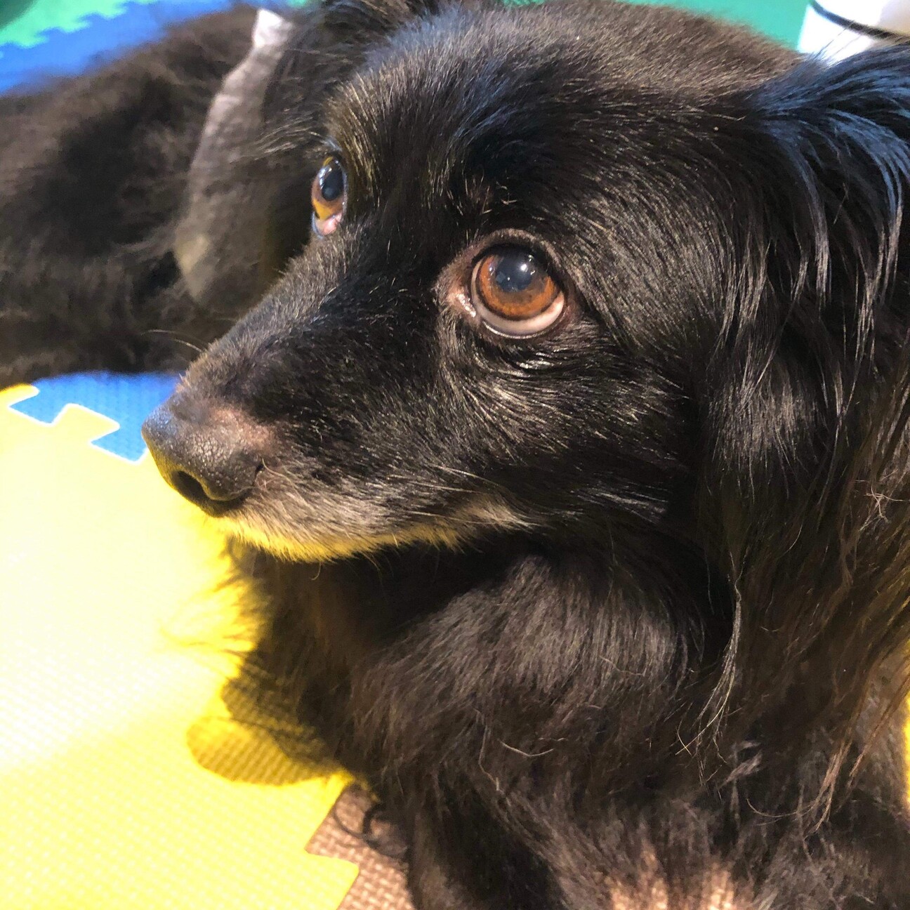 黒パピヨン ポメラニアン 東京都 犬の里親募集 ペットのおうち 月間利用者150万人