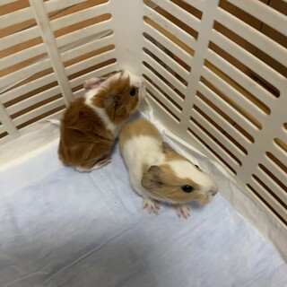モルモット　赤ちゃん 4/2生まれ　男の子 