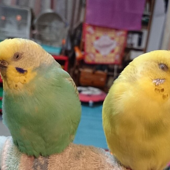 黄菜子のカバー写真