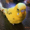 黄菜子