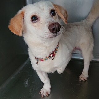 元気いっぱい、短足