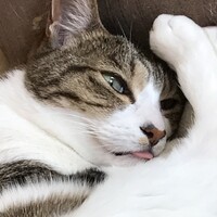 ちょこ
