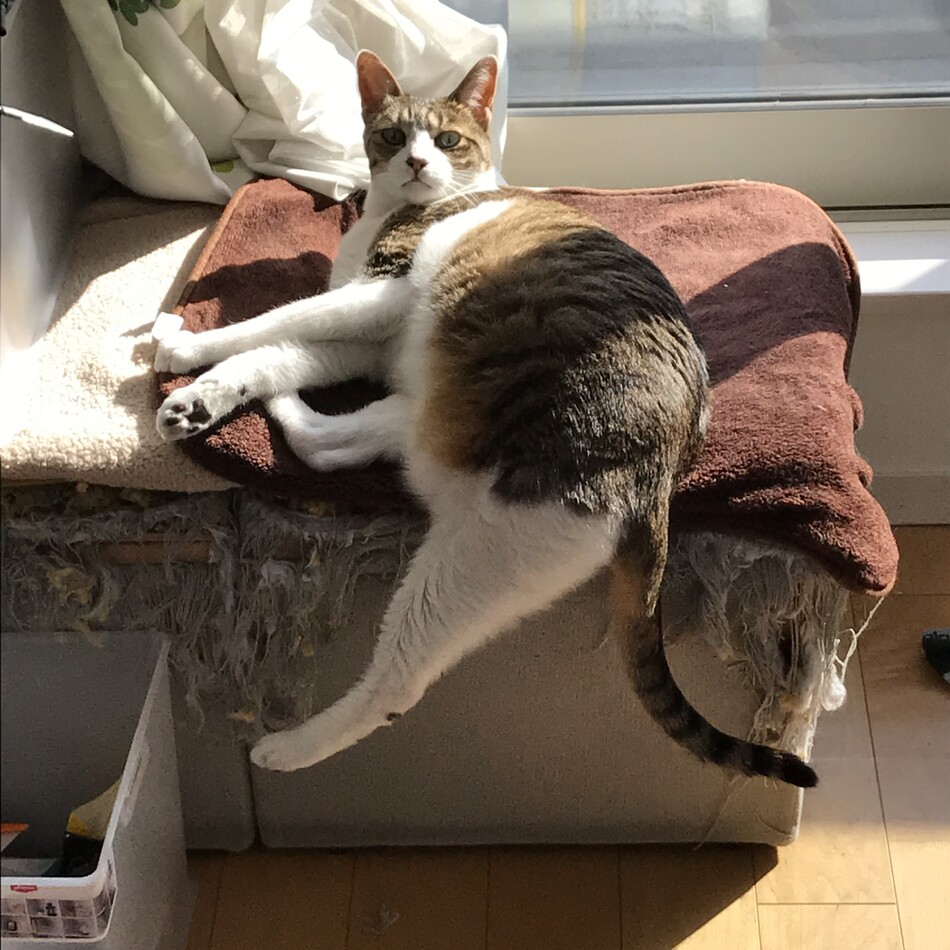 ちょこのカバー写真