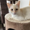 クリーム色の毛色にブルーの瞳　人馴れしていますよ