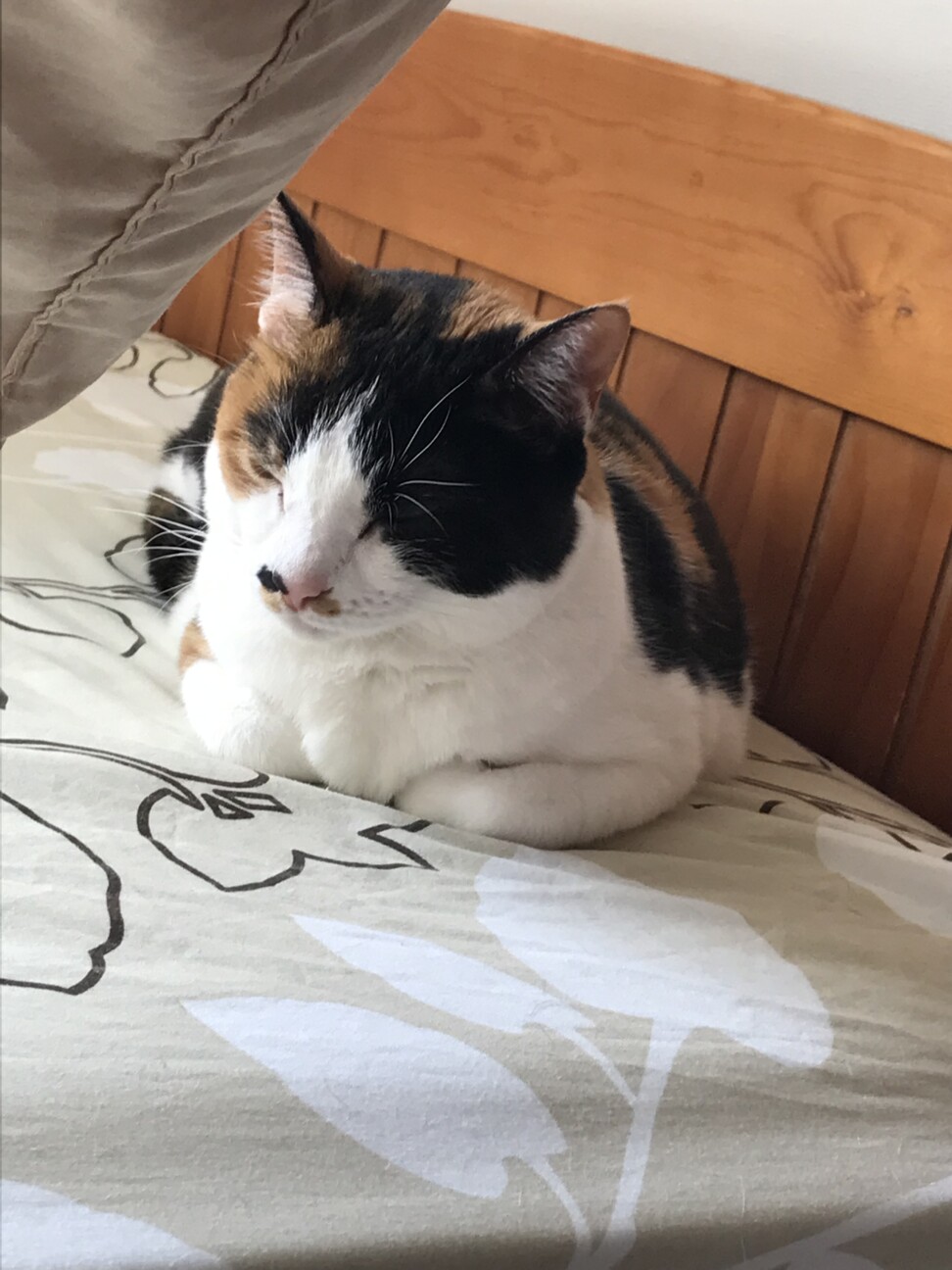 きなこ