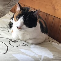 きなこ