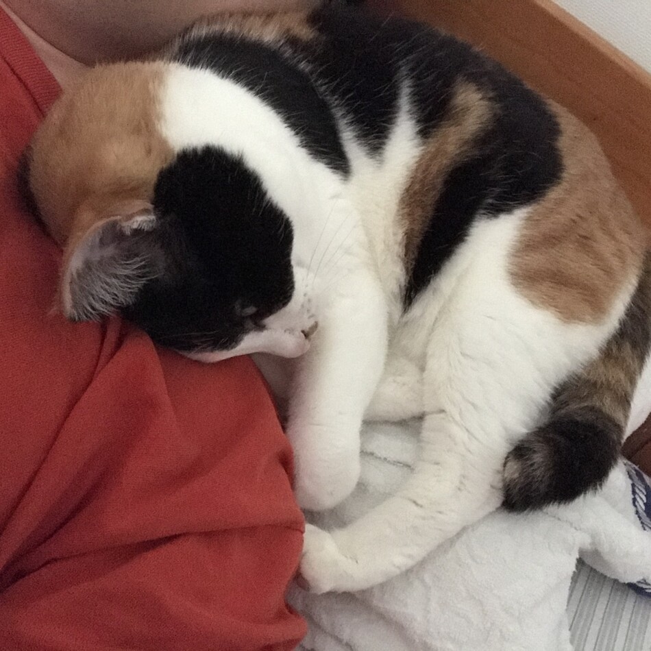 きなこのカバー写真