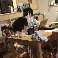 ほっけ